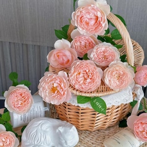 Fen Yan | Pink Charm | Chinese florist rose | Tianlang rose | Disease resistant | Cup shape | heat resistant | Own root