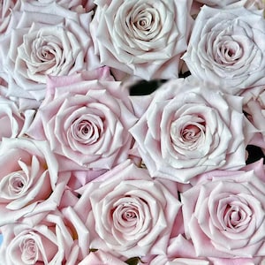 Menta | Netherland&#39;s Florist Shrub Rose | Sharp edged petals | Long vase life | Own root