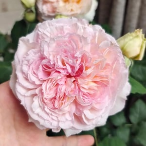 Traumerei | Japanese Florist Shrub Rose | clustered blooms | Strong fragrant | Strong disease resistant | Own root