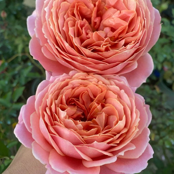 Romantic Antike | 浪漫古董 | Cutting rose | Wedding rose | Own root