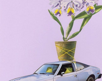 Orchid Thieves. Limited edition print by Vivienne Strauss.