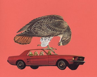 Red-Tailed Hawks - don't kill the messenger. Limited edition print by Vivienne Strauss.