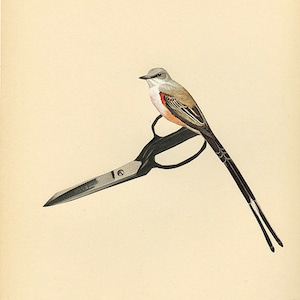 Scissor tail. Collage print by Vivienne Strauss.