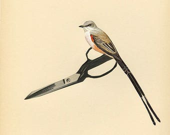 Scissor tail. Collage print by Vivienne Strauss.