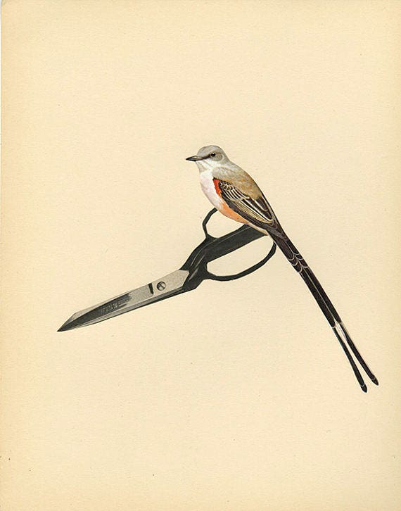 Scissor tail. Collage print by Vivienne Strauss. | Etsy