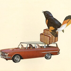 Rambling redstarts with a tail wind.  Original collage by Vivienne Strauss.