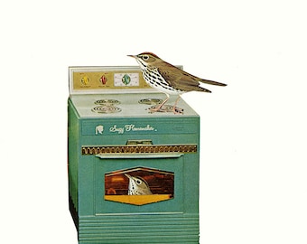 Ovenbirds in their natural habitat. Limited edition print by Vivienne Strauss.