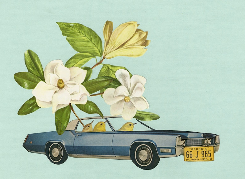 Stealing Magnolias. Limited edition print by Vivienne Strauss. image 1