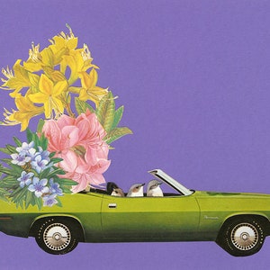 Barracuda driving bushtits. Limited edition print by Vivienne Strauss.