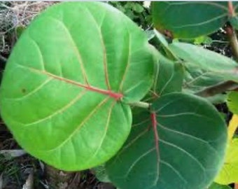 Feuilles de vigne