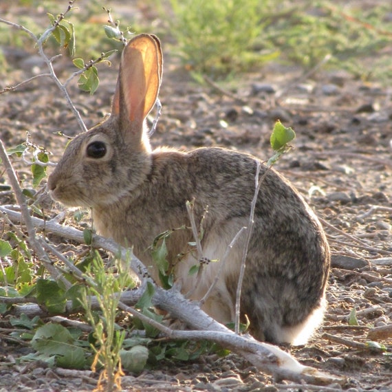 Rabbit Pin, Native American, Joe Delgarito, Signed St… - Gem