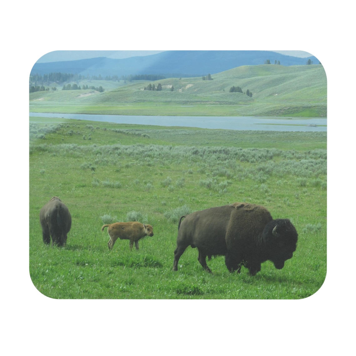 Yellowstone Bison Mouse Pad