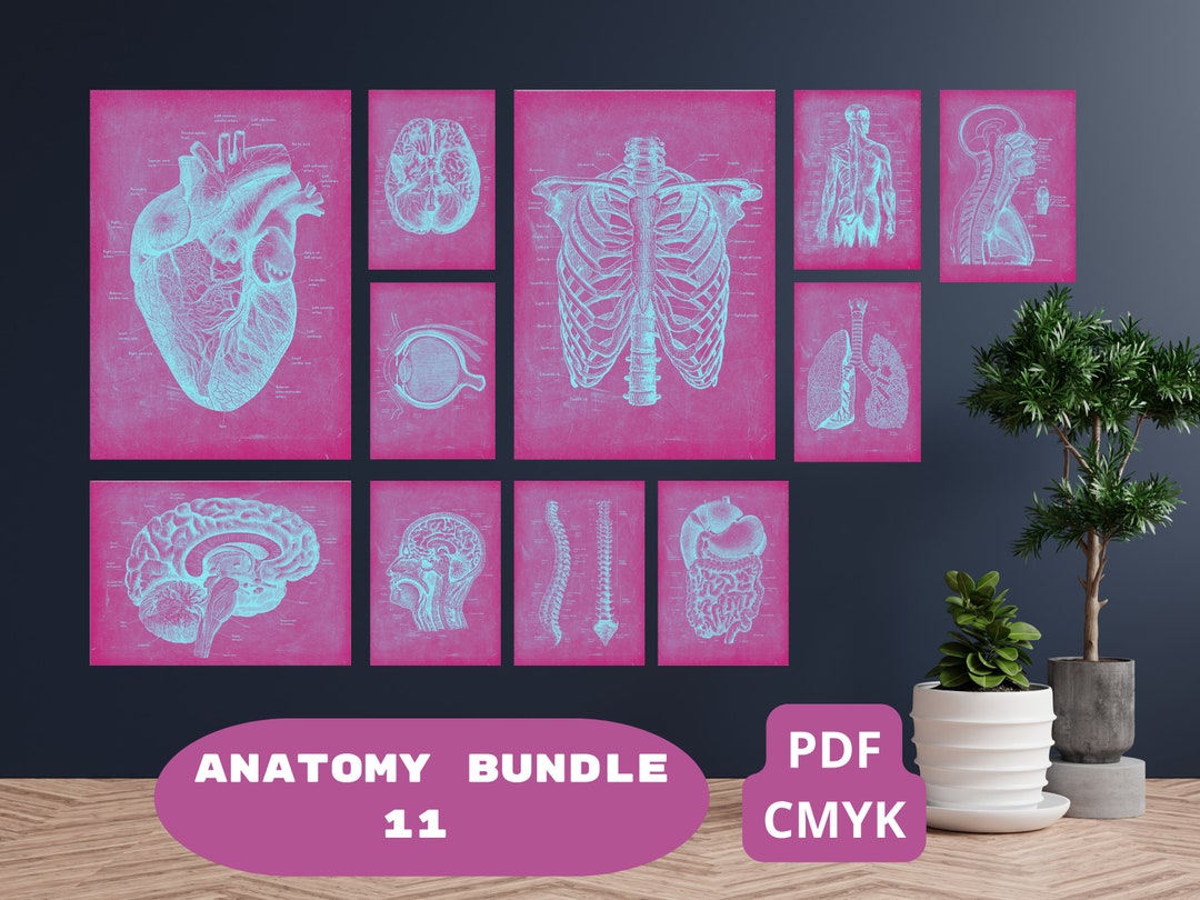 Human Anatomy Artworks Medical Wall Pictures Muscle Skeleton Vintage Biology Diagrams