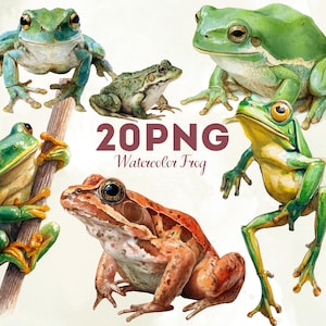 Puede incluir: Una colección de ilustraciones en acuarela que muestran varias ranas en tonos verdes, marrones y naranjas. La imagen incluye el texto 20PNG Watercolor Frog. Las ranas se representan en diferentes poses, incluyendo sentadas, trepando una rama y saltando.