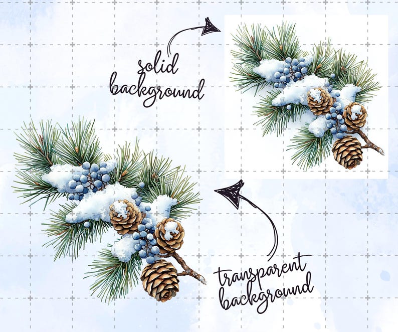 May include: Watercolor illustration of a winter pine branch with green needles, blue berries, and brown pine cones, dusted with snow. The image includes the text "solid background" and "transparent background" with arrows pointing to the image.