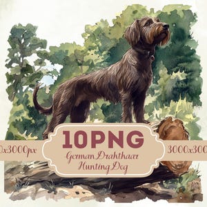 Op de afbeelding: Waterverfillustratie van een Duitse Draadhaar jachthond, bruin, staand op een boomstam, met een bosachtergrond. De afbeelding bevat de tekst "10PNG German Drahthaar Hunting Dog".