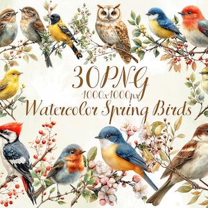 May include: Watercolor illustration of various birds perched on branches with leaves and berries. The image includes an owl, woodpecker, and other colorful birds. Text reads "30 PNG 1000x1000px Watercolor Spring Birds."