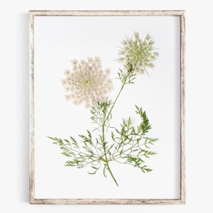 May include: A framed botanical print featuring Queen Anne's Lace flowers. The artwork showcases delicate white flower heads and green foliage against a white background. The frame is a light, neutral color.