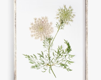 Pressed Flower Art Print, Queen Anne's Lace, Botanical Wall Art, Farmhouse Decor, Photo Reproduction of Original Pressed Flower Specimen