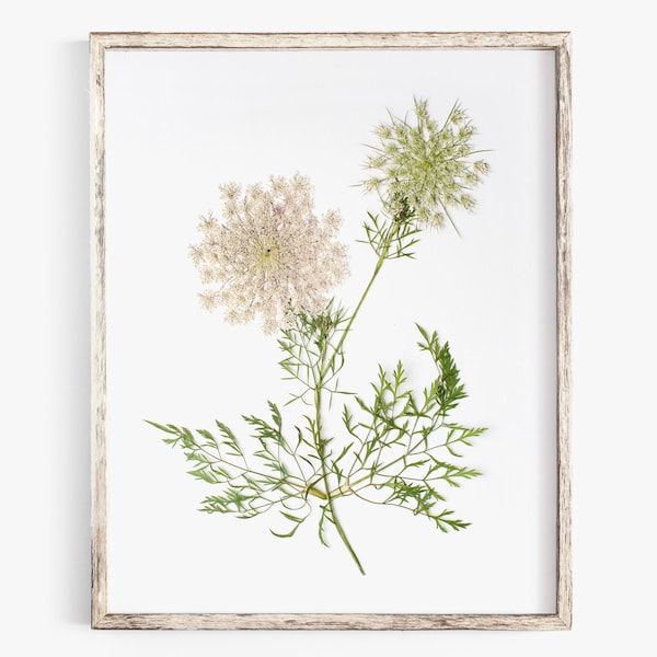 Pressed Flower Art Print, Queen Anne's Lace, Botanical Wall Art, Farmhouse Decor, Photo Reproduction of Original Pressed Flower Specimen