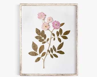 Pressed Flower Art Print, Pink Roses, Botanical Wall Art, Farmhouse Decor, Photo Reproduction of Original Pressed Flower Specimen