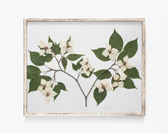 Pressed Flower Art Print, Dogwood Tree Branch, Botanical Wall Art, Farmhouse Decor, Photo Reproduction of Original Pressed Flower Specimen