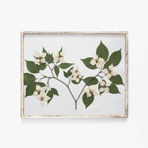 Pressed Flower Art Print, Dogwood Tree Branch, Botanical Wall Art, Farmhouse Decor, Photo Reproduction of Original Pressed Flower Specimen