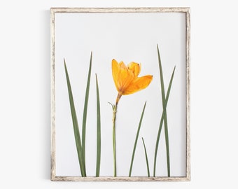 Pressed Flower Art Print, Yellow Day Lily, Botanical Wall Art, Farmhouse Decor, Photographic Reproduction of Original Pressed Specimen