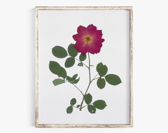 Pressed Rose Art Print, Pressed Flower Art, Botanical Wall Art, Farmhouse Decor, Photo Reproduction of Original Pressed Flower Specimen