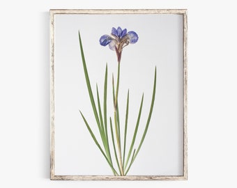 Pressed Flower Art Print, Blue Iris, Botanical Wall Art, Farmhouse Decor, Photographic Reproduction of Original Pressed Flower Specimen