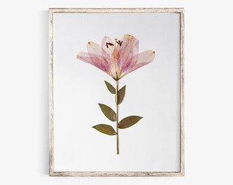 Pressed Flower Art Print, Pink Easter Lily, Botanical Wall Art, Farmhouse Decor, Photo Reproduction of Original Pressed Flower Specimen