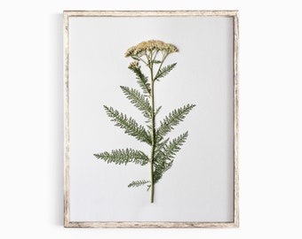 May include: A framed pressed flower with white petals and green leaves. The frame is white with a distressed wood finish.