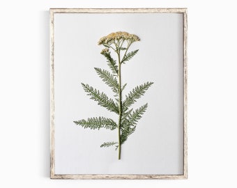 Pressed Flower Art Print, Common Yarrow, Botanical Wall Art, Farmhouse Decor, Photographic Reproduction of Original Pressed Flower Specimen