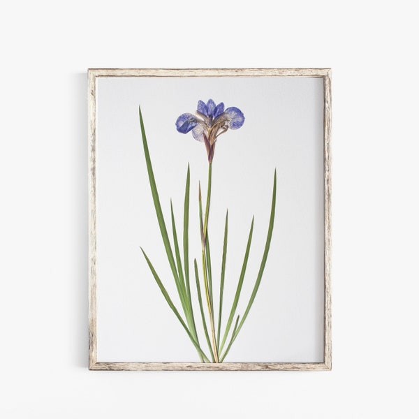 Pressed Flower Art Print, Blue Iris, Botanical Wall Art, Farmhouse Decor, Photographic Reproduction of Original Pressed Flower Specimen