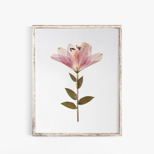 Pressed Flower Art Print, Pink Easter Lily, Botanical Wall Art, Farmhouse Decor, Photo Reproduction of Original Pressed Flower Specimen