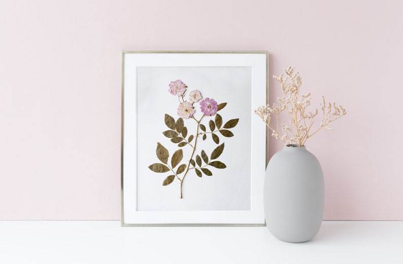 Pressed Flower Art Print, Pink Roses, Botanical Wall Art, Farmhouse Decor, Photo Reproduction of Original Pressed Flower Specimen image 4