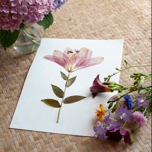 Pressed Flower Art Print, Pink Easter Lily, Botanical Wall Art, Farmhouse Decor, Photo Reproduction of Original Pressed Flower Specimen image 6