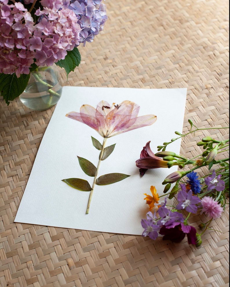 Pressed Flower Art Print, Pink Easter Lily, Botanical Wall Art, Farmhouse Decor, Photo Reproduction of Original Pressed Flower Specimen image 6