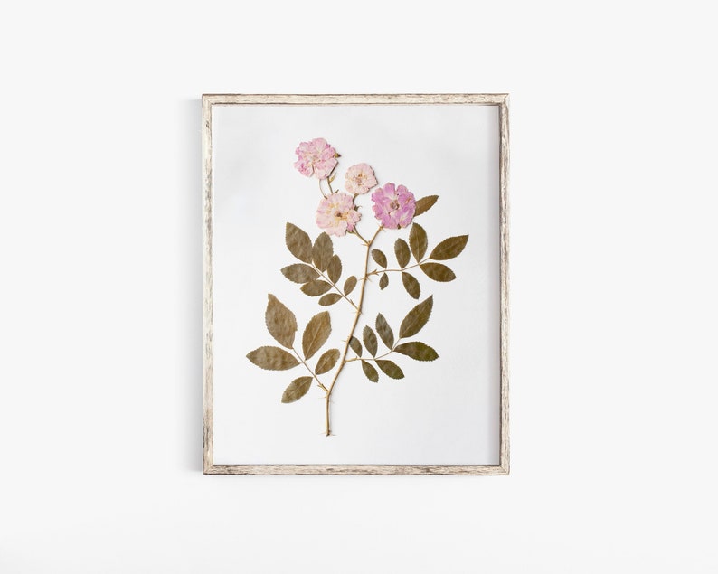 Pressed Flower Art Print, Pink Roses, Botanical Wall Art, Farmhouse Decor, Photo Reproduction of Original Pressed Flower Specimen image 1