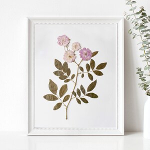 Pressed Flower Art Print, Pink Roses, Botanical Wall Art, Farmhouse Decor, Photo Reproduction of Original Pressed Flower Specimen image 5