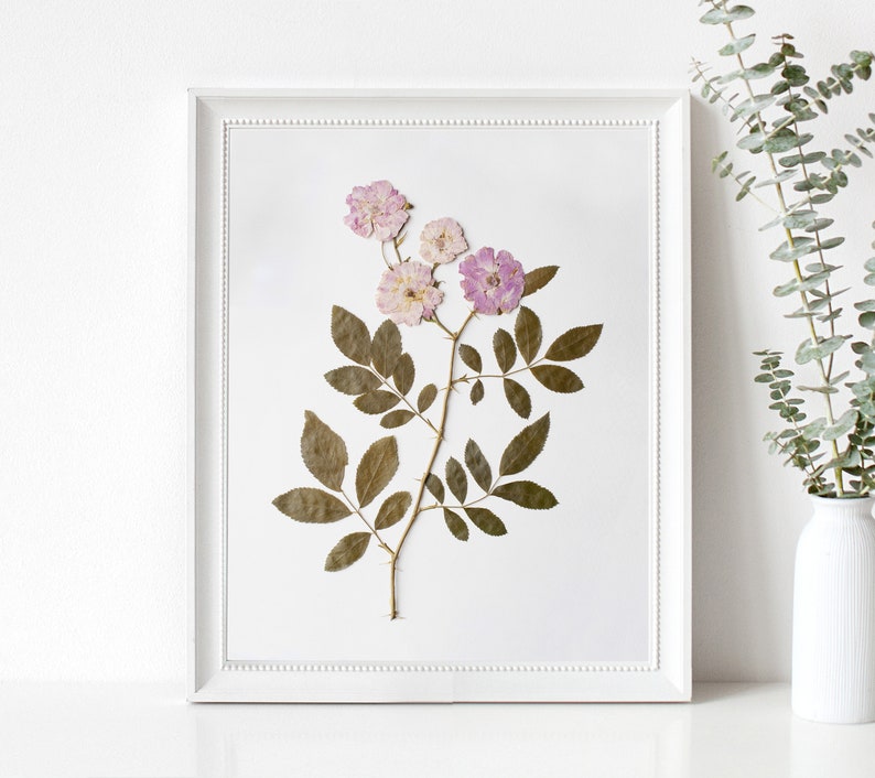 Pressed Flower Art Print, Pink Roses, Botanical Wall Art, Farmhouse Decor, Photo Reproduction of Original Pressed Flower Specimen image 5