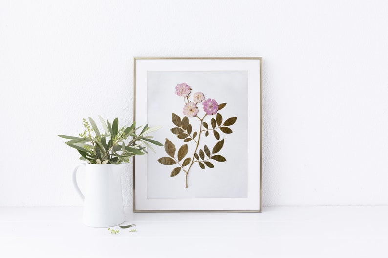 Pressed Flower Art Print, Pink Roses, Botanical Wall Art, Farmhouse Decor, Photo Reproduction of Original Pressed Flower Specimen image 6