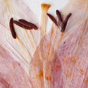 Pressed Flower Art Print, Pink Easter Lily, Botanical Wall Art, Farmhouse Decor, Photo Reproduction of Original Pressed Flower Specimen image 5