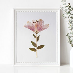 Pressed Flower Art Print, Pink Easter Lily, Botanical Wall Art, Farmhouse Decor, Photo Reproduction of Original Pressed Flower Specimen image 3