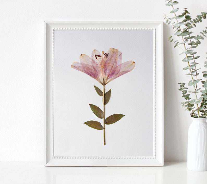 Pressed Flower Art Print, Pink Easter Lily, Botanical Wall Art, Farmhouse Decor, Photo Reproduction of Original Pressed Flower Specimen image 3