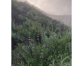 Sage in the Fog, Original Photography Print 8x10