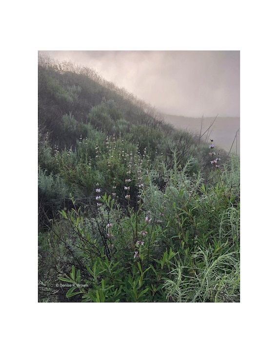 Sage in the Fog, Original Photography Print 8x10