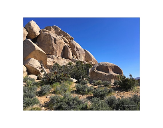 Joshua Tree Hall of Horrors, Original Photography Print 8x10