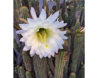 Morning Bloom, Original Photography Print 8x10