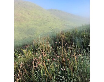 Foggy Flowers, Original Photography Print 8x10